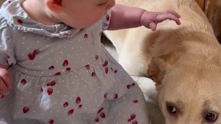 Dog Get's A Little Overexcited Around Baby