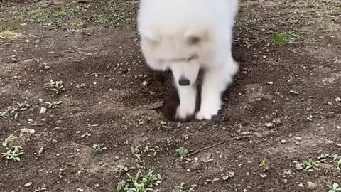 Samoyed Jam in search of treasure