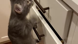 Kitten Climbs Ladder to Counter