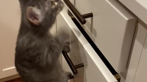 Kitten Climbs Ladder to Counter