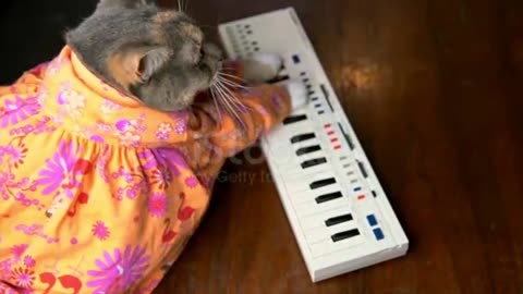 "Cool Cat Plays the Piano in a Colorful Shirt"