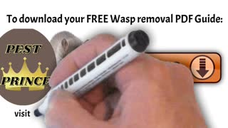 Why wasps attack humans!😃 Learn how to avoid wasp stings in this Summary!😃 #shorts