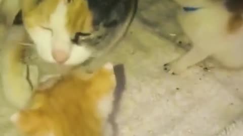 Funny cat 😺 fight