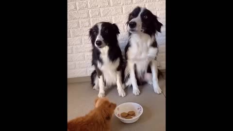 New Funny Animals ) Funniest Cats and Dogs Videos