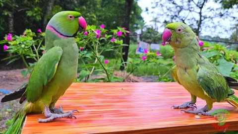 Ringneck Parrot Talking Video || Funny videos || Funny Parrot || Talking Parrot