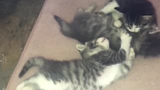 Kittens Of tictok stevendowling1