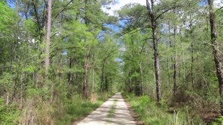 Francis Marion National Forest #travel #digitalnomad #hiking