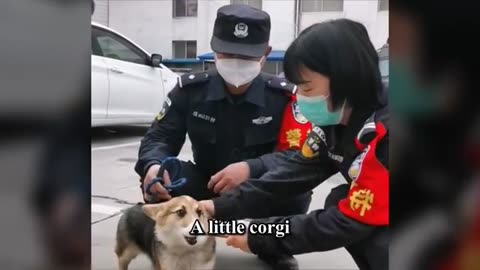 Stray puppy broke into police camp, became a Police Dog after being adopted