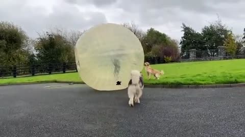 Golden Retriever Tries To Save Mum From Giant Zorb Ball! (So Funny!!)