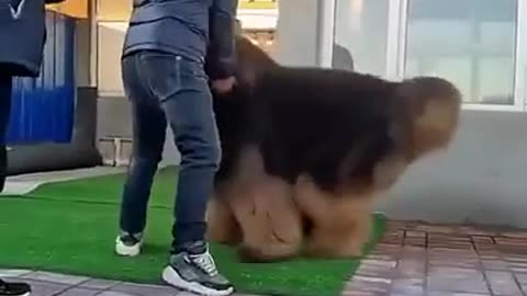 playful dog