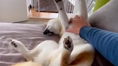 Funniest Animals 2024 Cats and Dogs Dogs Best Cute Baby