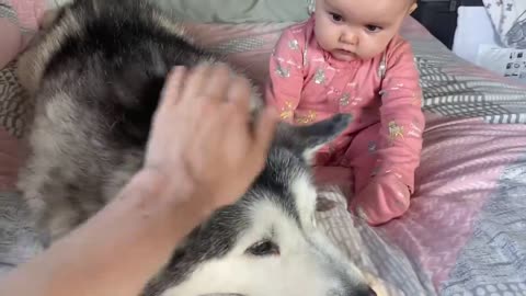 Scared Baby Refuses To Sleep In Her BIG Bed Without Her Husky!!😭. [CUTEST VIDEO EVER!!]