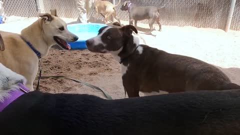 Dogs playing: Episode 30