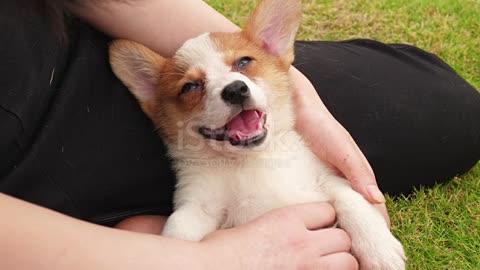 Single happy Welsh Corgi puppy enjoying massage outdoors, young woman giving her puppy massage, 4k