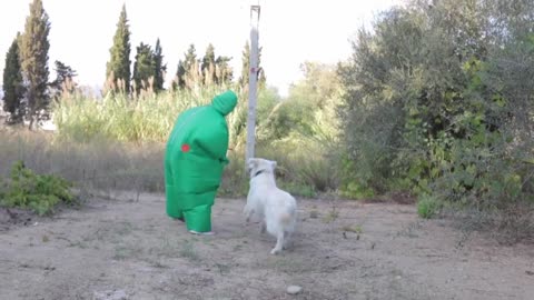 Funny Dog Bailey & Chub Suit Man wGIANT BALLOON! Golden Retriever Playing & Blows Bubbles in Wate