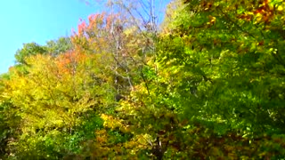 Fall Foliage