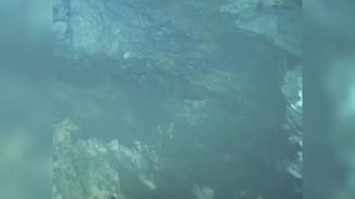 Newly Filmed Creature Caught in rare Deep Ocean Video Footage