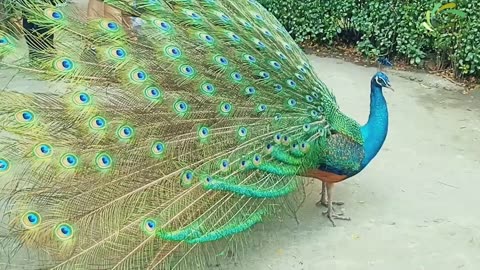 peacock beautiful birds