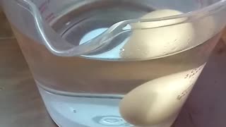 Testing Egg Freshness with the Egg Float Test