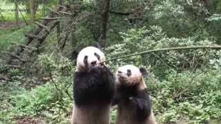 Dinner for the pandas