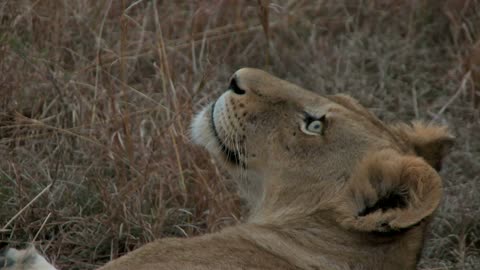 Lion Laying Down Close Up