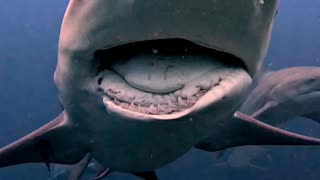 A Shark With A Broken Jaw