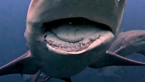 A Shark With A Broken Jaw