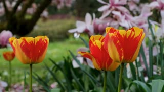 Yellow Red flowers