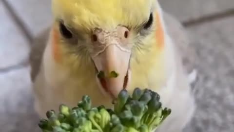Parrot eating breakfast. Big appetite.