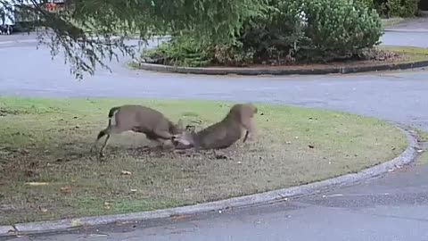 Deer fight