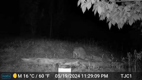 Raccoon, Owl hooting