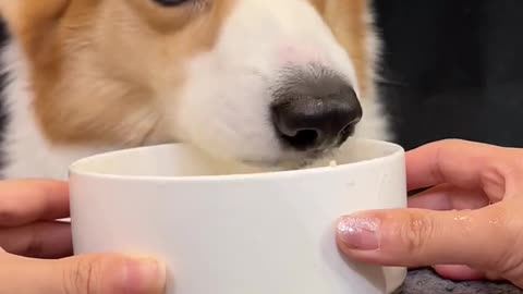 Corgi dog eats cabbage chicken noodle pet debut plan