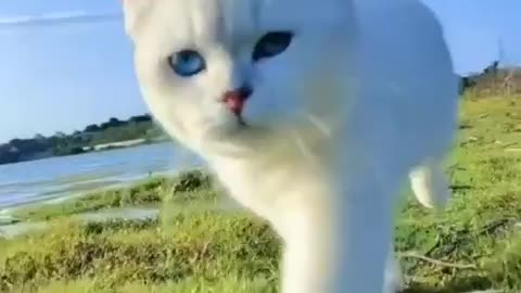 😎😎funny cat moment 😍😍