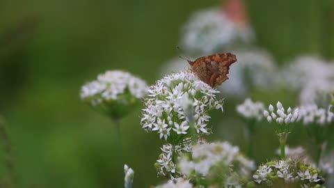 Autumn,Autumn video,Flower,Flower video