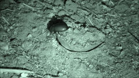 Trapdoor Spider Huge Meal Snatched