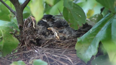 Cute baby birds eating