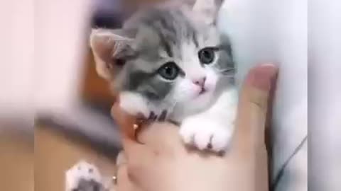 Baby Cat's Funny videos meow