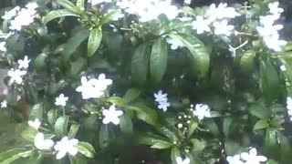 Beautiful white jasmine flowers in the botanical garden, very pretty! [Nature & Animals]