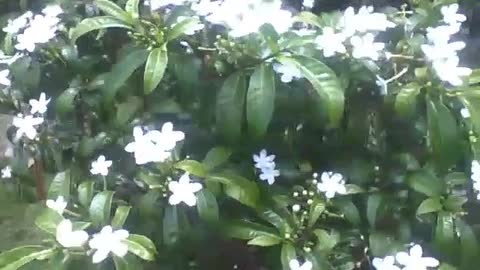 Beautiful white jasmine flowers in the botanical garden, very pretty! [Nature & Animals]