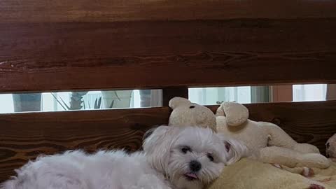 Cute Maltese breathing on the bed