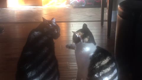 Cat offers a pawshake