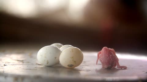 The appearance of a new born during the hatching of a bird's egg