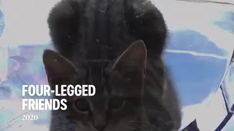 Four Legged Friends - Mostly Kitty Cat