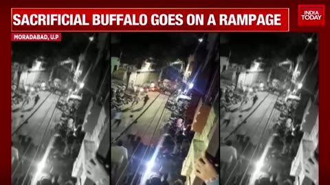 BUFFALO WITH BALLS escapes having his throat cut