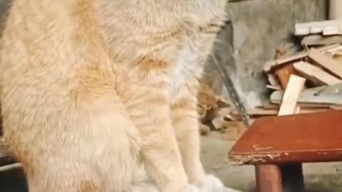 Funny Cute Cats video_--_shorts _funnycats _cute _cats