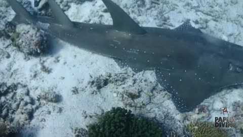 Guitar Shark in Raja Ampat with Papua Diving Resorts