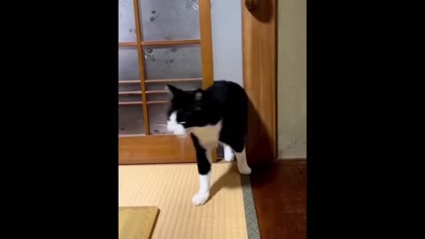 Funny Cat Compilation Video 📸