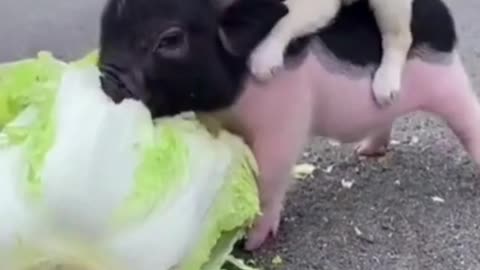 Cute Puppy Getting A Ride On A Baby Pigs Back! So Cute, Must See Video