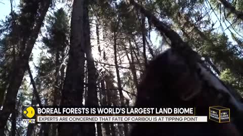 WION Climate Tracker_ Boreal forest sees sharp decline in Reindeer population _ World News _ WION