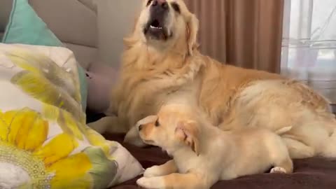 Golden Retriever is tired of playing with a Puppy